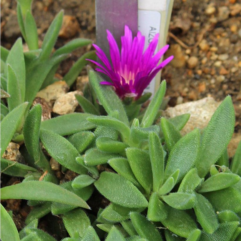 Delosperma sutherlandii (Foliage)