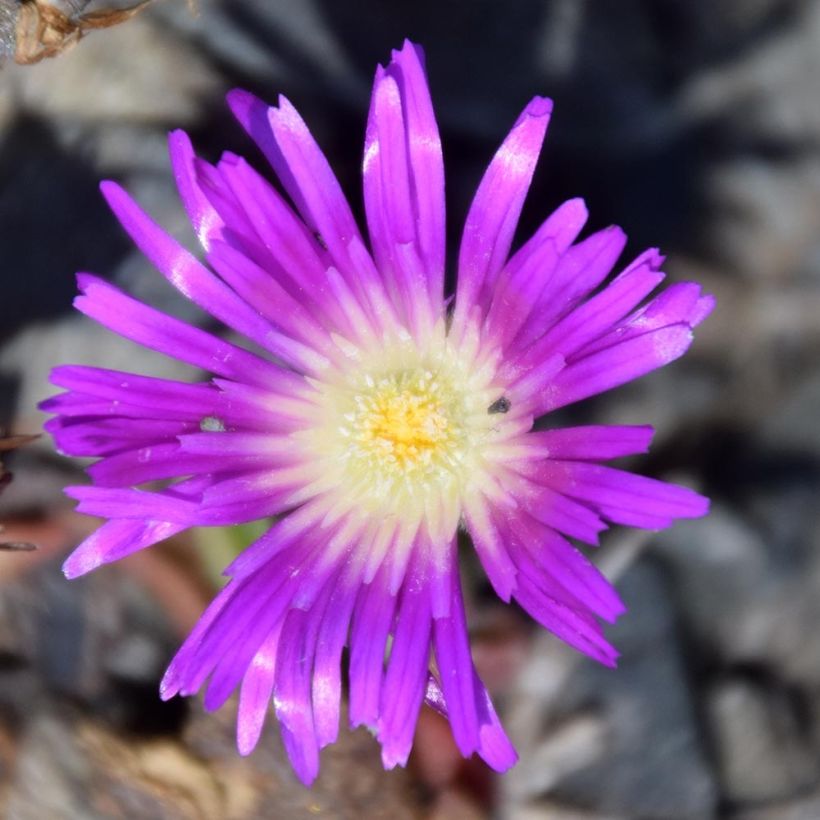 Delosperma sutherlandii (Flowering)