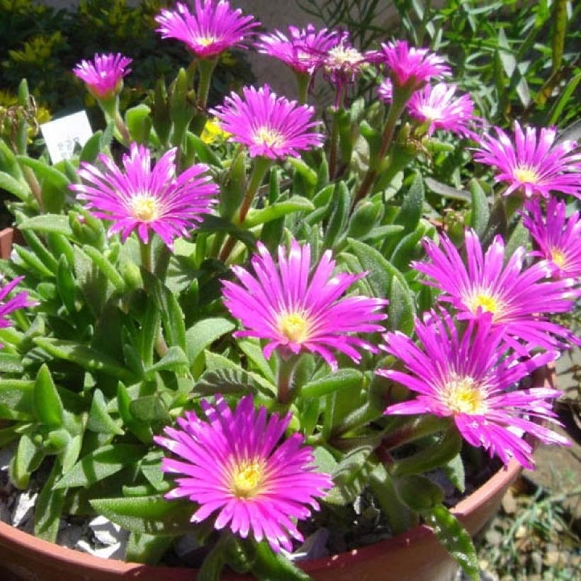 Delosperma sutherlandii (Plant habit)