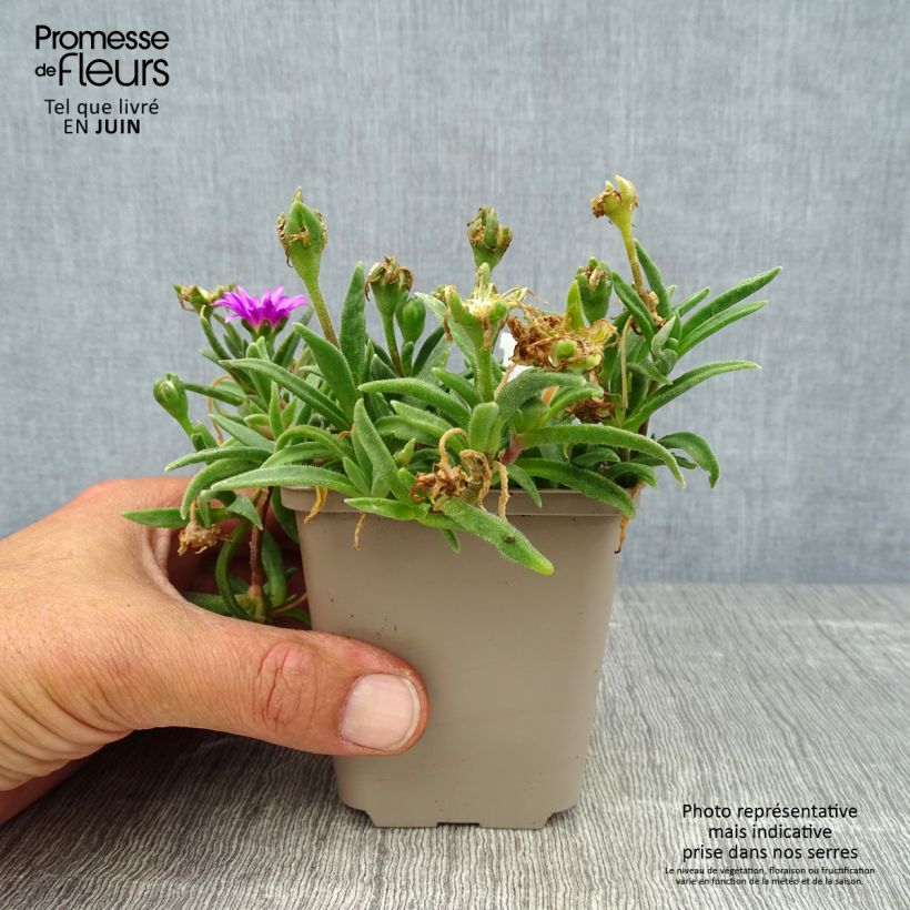 Delosperma sutherlandii 8/9 cm pot sample as delivered in summer