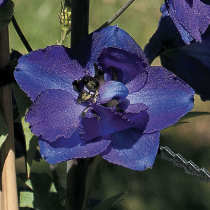 Delphinium Völkerfrieden - Larkspur (Flowering)