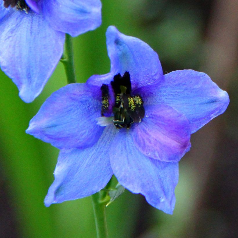 Delphinium Blauwal - Larkspur (Flowering)