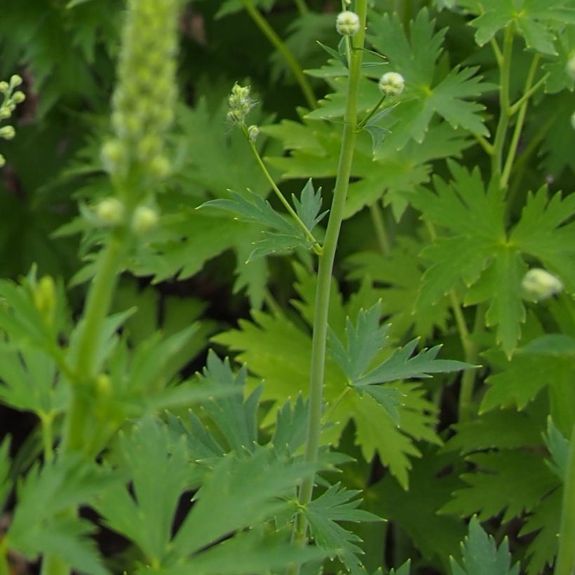 Delphinium Blue Jay - Larkspur (Foliage)