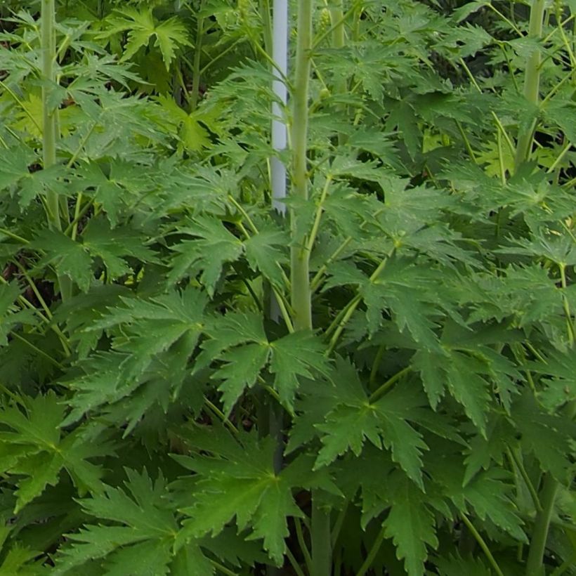 Delphinium Blue Lace - Larkspur (Foliage)