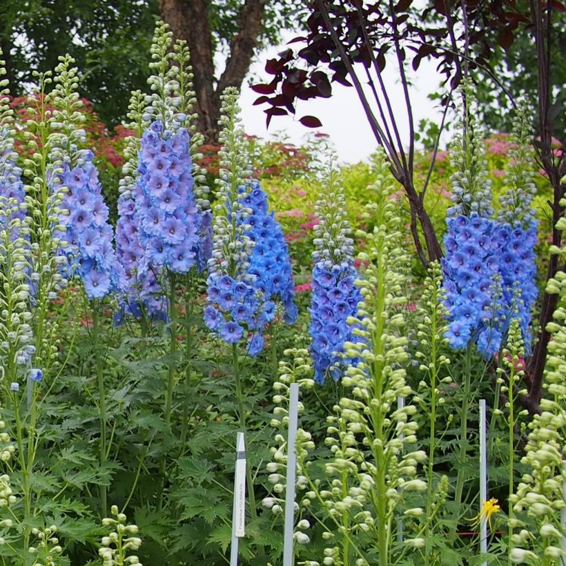 Delphinium Blue Lace - Larkspur (Plant habit)