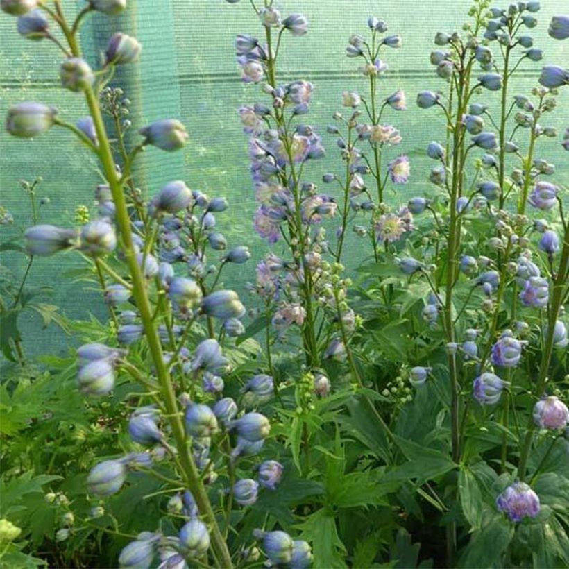 Delphinium Highlander Bolero - Larkspur (Plant habit)