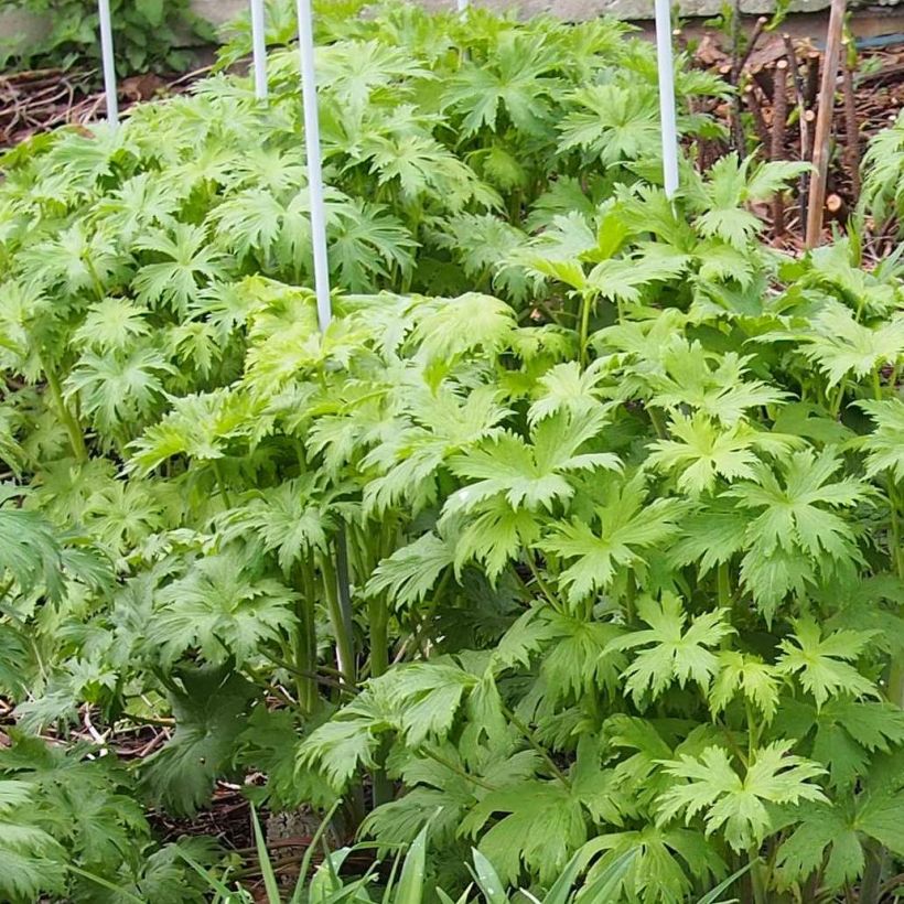 Delphinium Christel - Larkspur (Foliage)