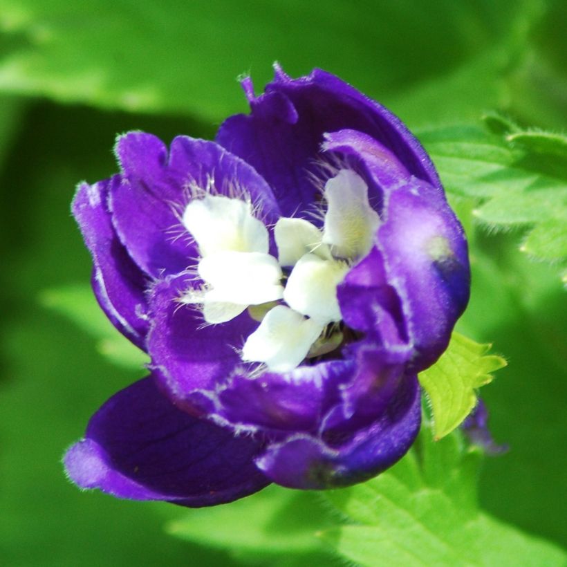 Delphinium Christel - Larkspur (Flowering)