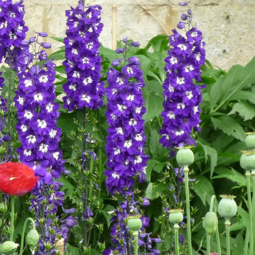 Delphinium Christel - Larkspur (Plant habit)