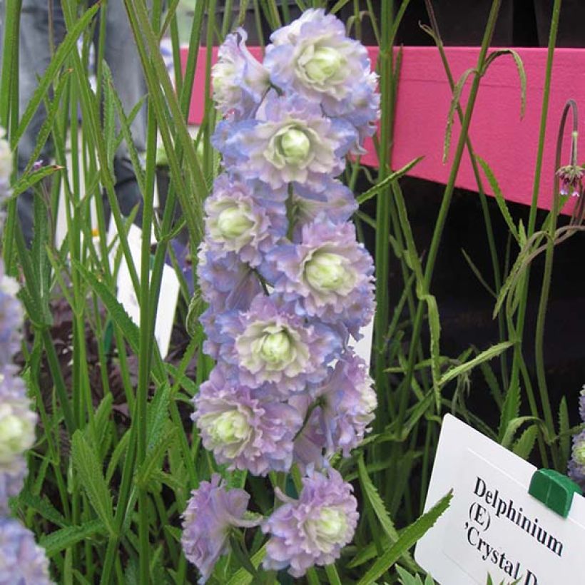 Delphinium Crystal Delight - Larkspur (Flowering)