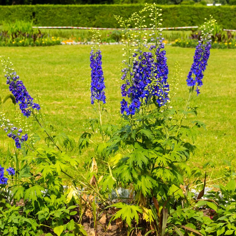 Delphinium Magic Fountains Dark Blue-White Bee - Larkspur (Plant habit)