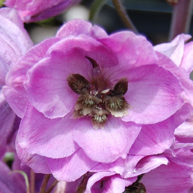 Delphinium Dusky Maidens Group - Larkspur (Flowering)
