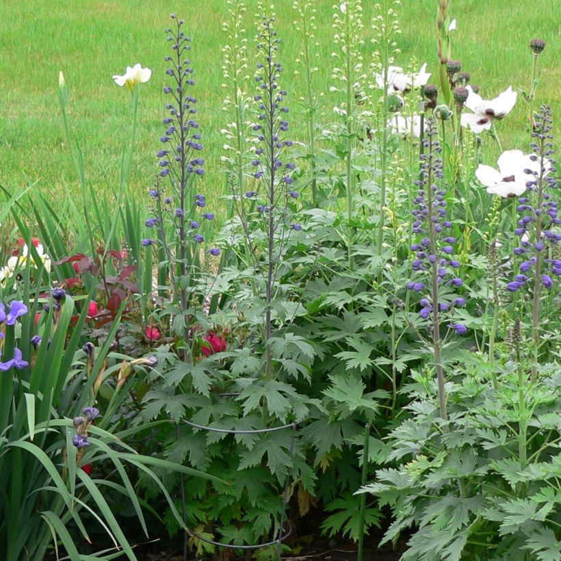 Delphinium Dusky Maidens Group - Larkspur (Plant habit)