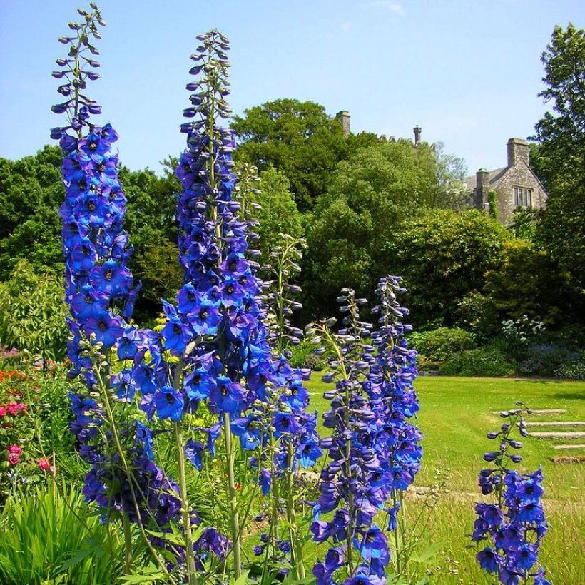 Delphinium Finsteraarhorn - Larkspur (Plant habit)