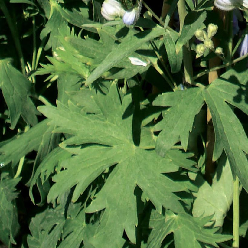 Delphinium Guinevere Group - Larkspur (Foliage)