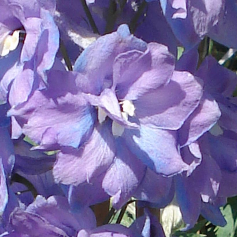 Delphinium Guinevere Group - Larkspur (Flowering)