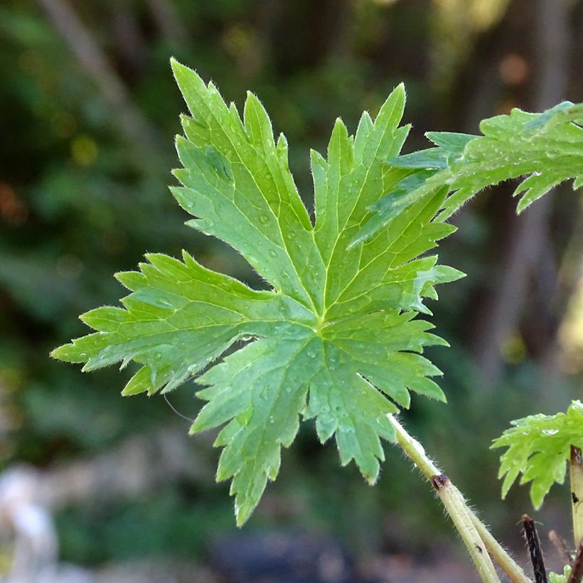 Delphinium Cha Cha - Larkspur (Foliage)