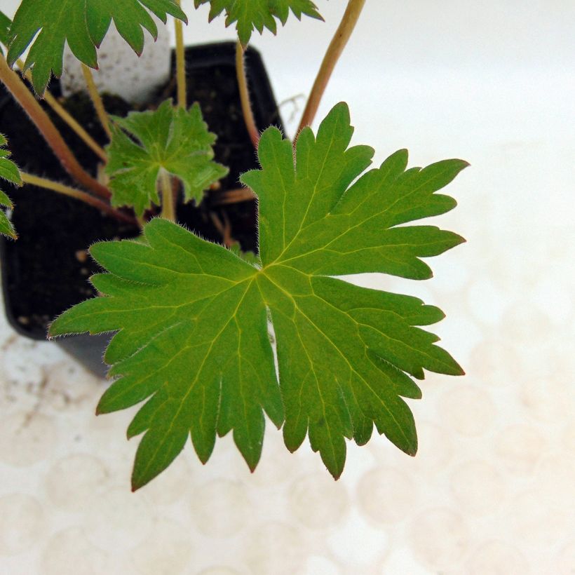 Delphinium Flamenco - Larkspur (Foliage)