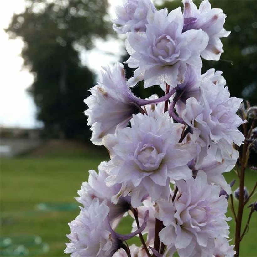 Delphinium Cha Cha - Larkspur (Flowering)