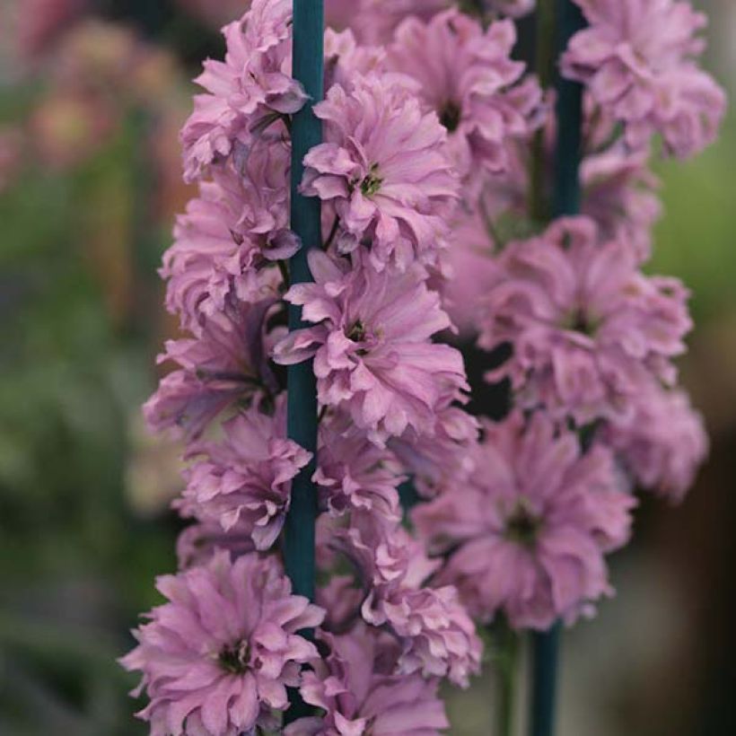 Delphinium Flamenco - Larkspur (Flowering)