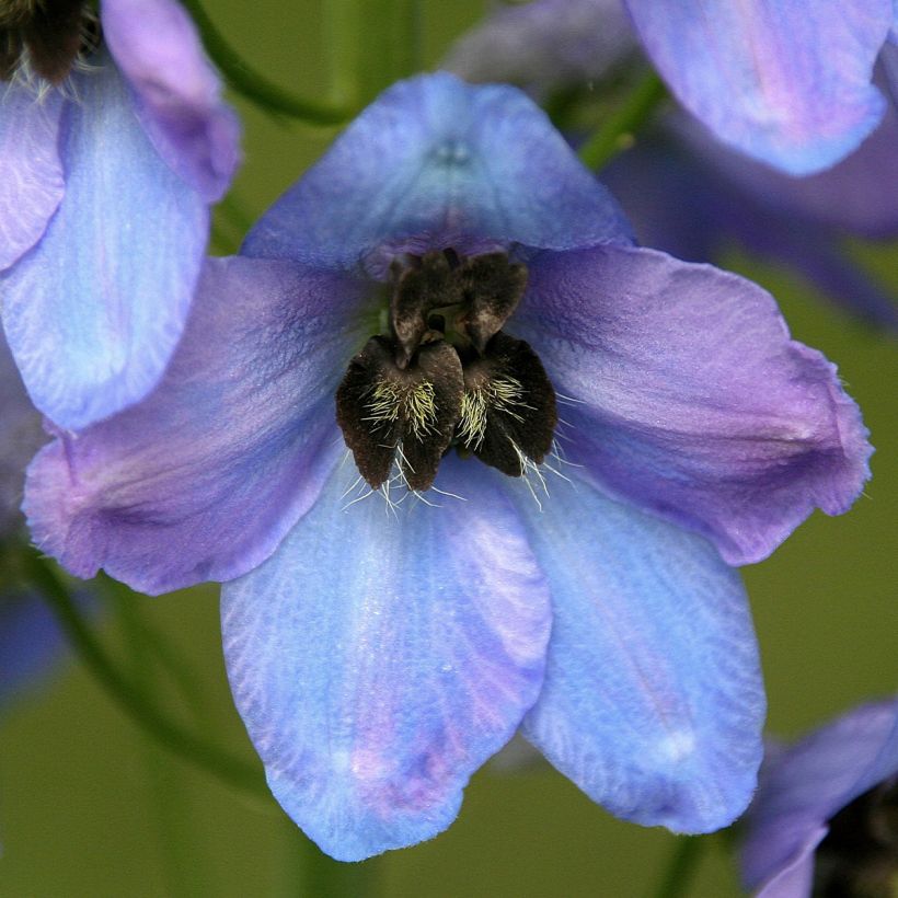 Delphinium Mrs Newton Lees - Larkspur (Flowering)