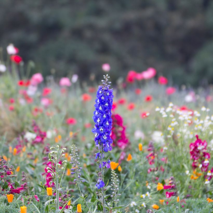 Delphinium Groupe Pacific-hybrid Blue Bird - Larkspur (Plant habit)