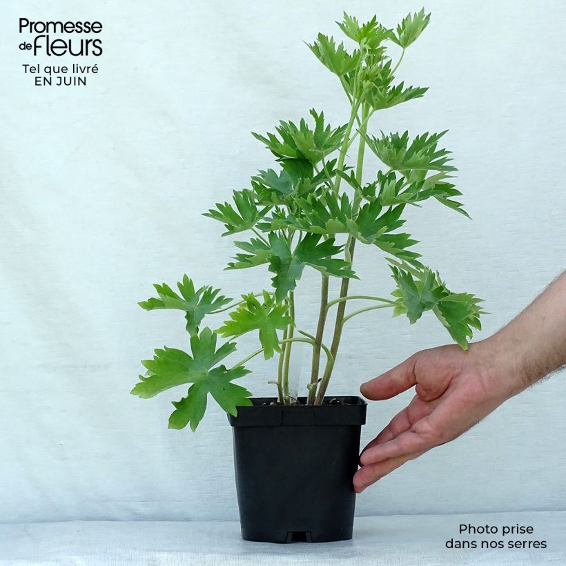 Delphinium Groupe Pacific-hybrid Blue Bird - Larkspur 2L/3L pot sample as delivered in summer