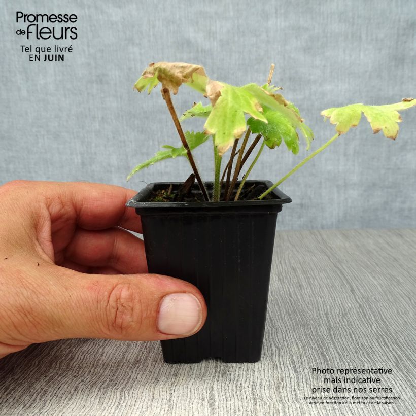 Delphinium Groupe Pacific-hybrid Blue Bird - Larkspur 7/8 cm pot sample as delivered in summer