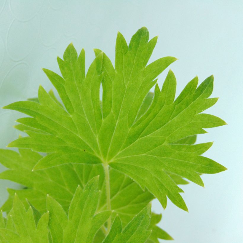 Delphinium Group Pacific-hybrid Cameliard - Larkspur (Foliage)