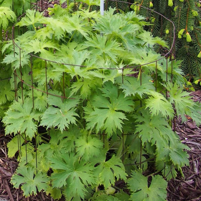 Delphinium Pagan Purples - Larkspur (Foliage)