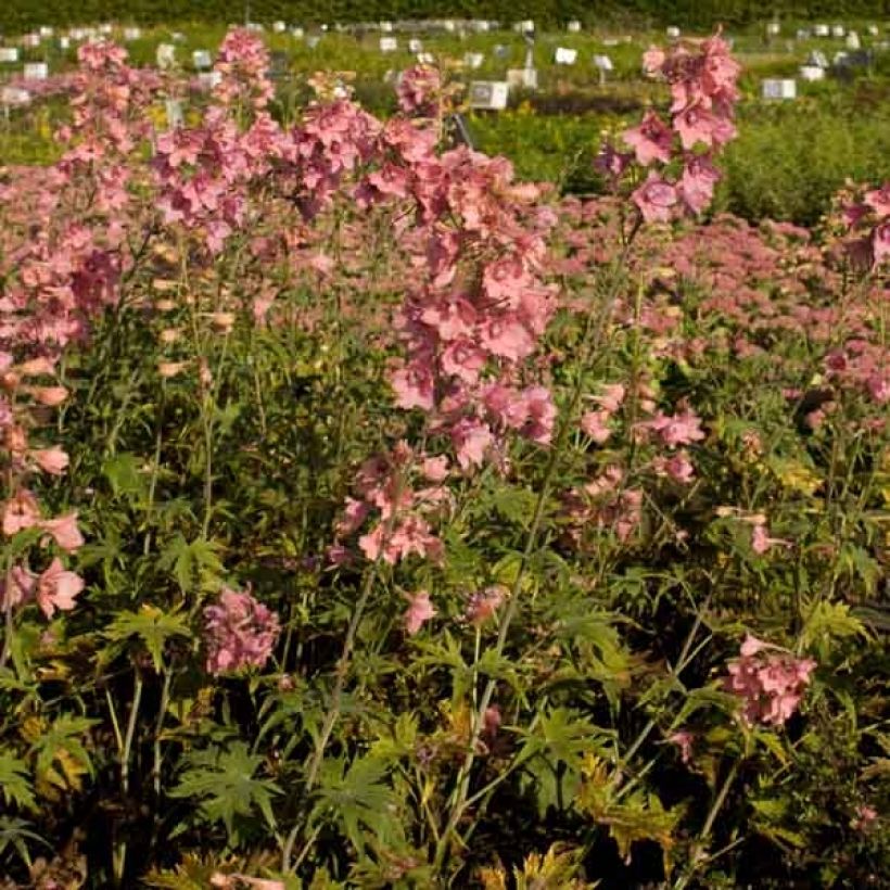 Delphinium Pink Sensation - Larkspur (Plant habit)