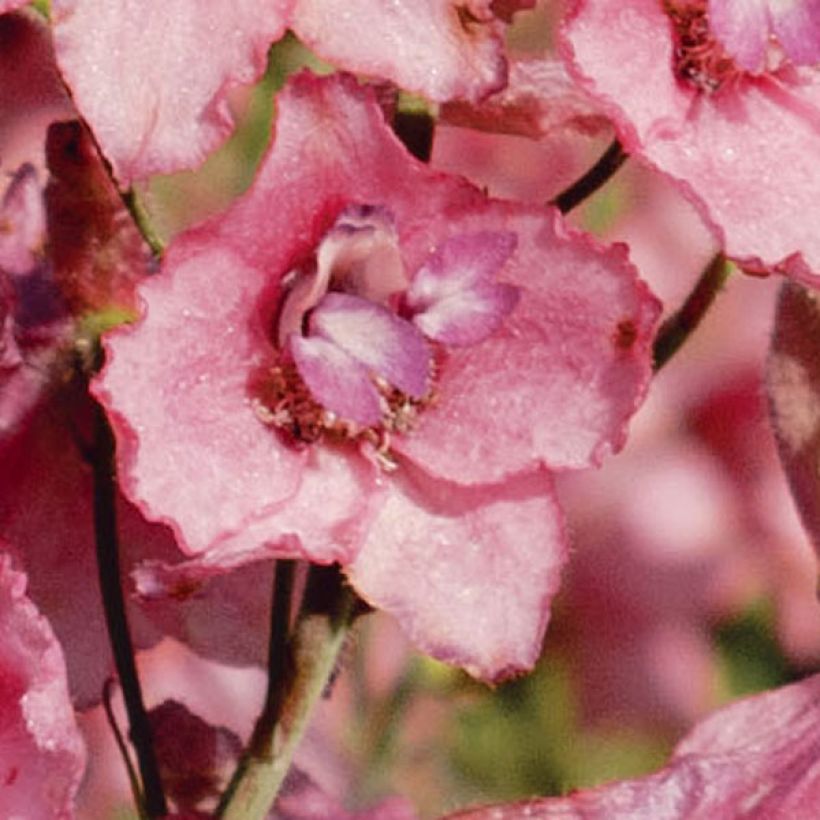 Delphinium Pink Sensation - Larkspur (Flowering)