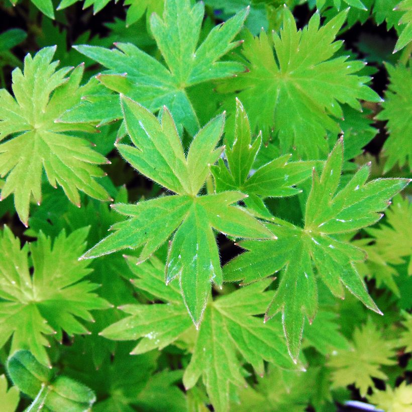 Delphinium Pink Sensation - Larkspur (Foliage)