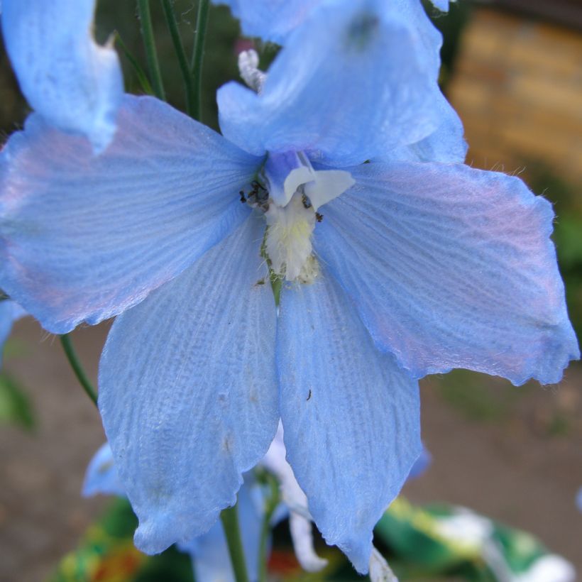 Delphinium Ballkleid - Larkspur (Flowering)