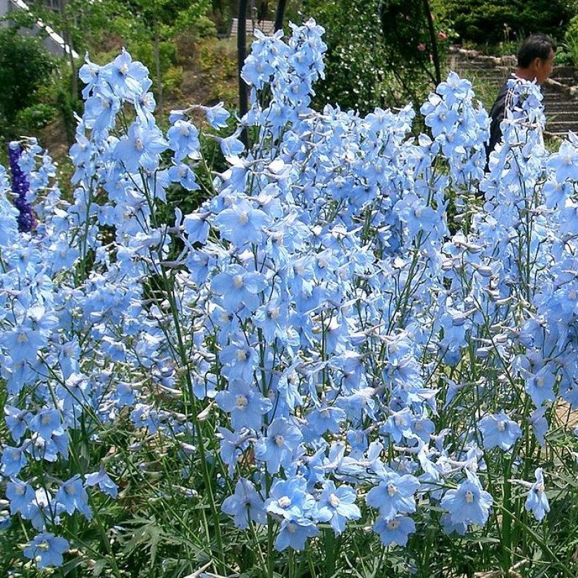 Delphinium Ballkleid - Larkspur (Plant habit)