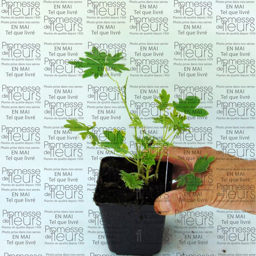 Example of Delphinium Ballkleid - Larkspur 8/9 cm pot specimen as delivered