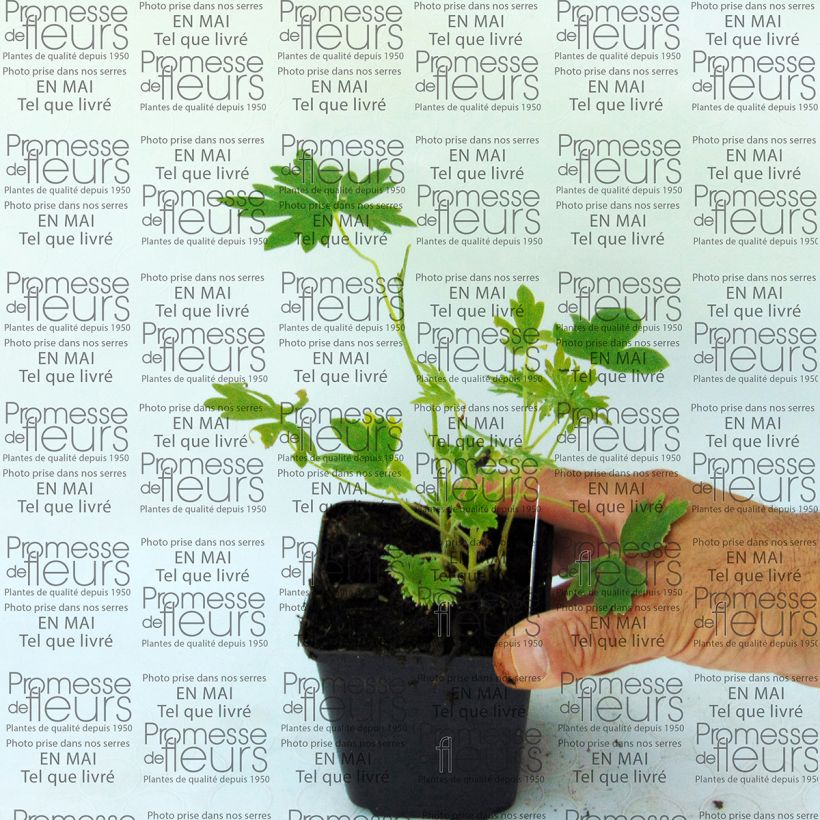 Example of Delphinium Ballkleid - Larkspur specimen as delivered