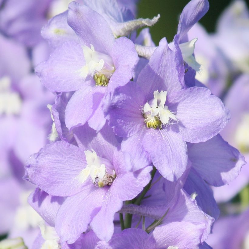 Delphinium Capri - Perennial Larkspur (Flowering)