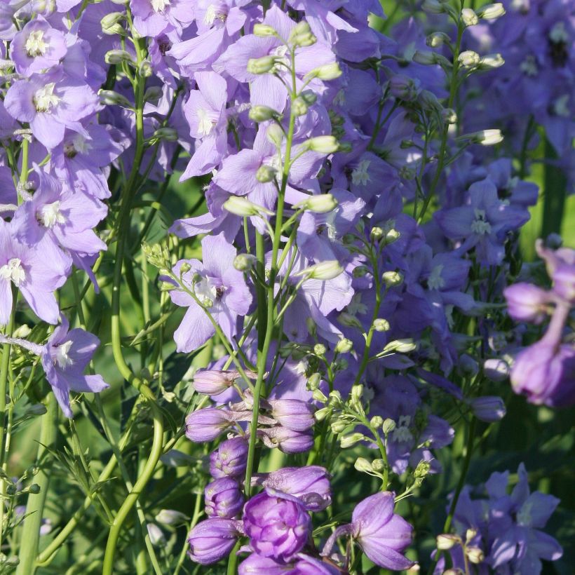 Delphinium Capri - Perennial Larkspur (Plant habit)