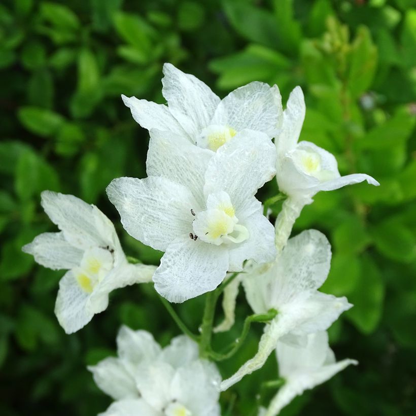 Delphinium Casa Blanca - Larkspur (Flowering)