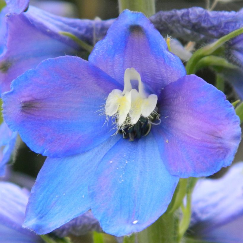 Delphinium Piccolo - Perennial Larkspur (Flowering)