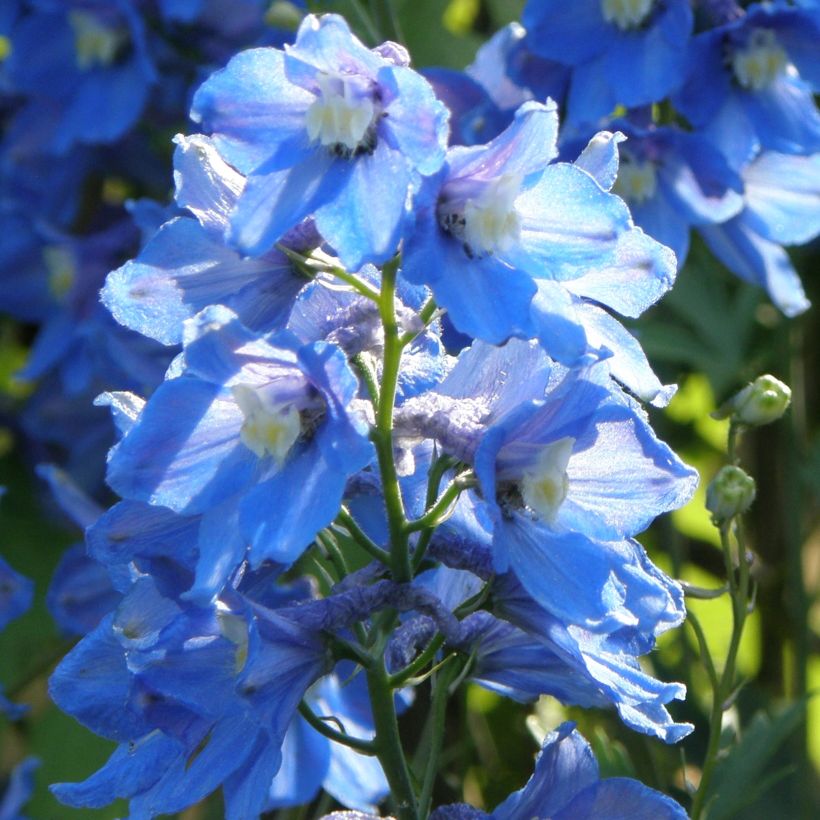 Delphinium Piccolo - Perennial Larkspur (Plant habit)