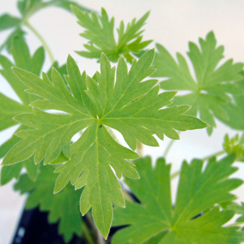 Delphinium Piccolo - Perennial Larkspur (Foliage)