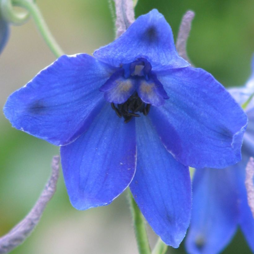 Delphinium Völkerfrieden (Flowering)