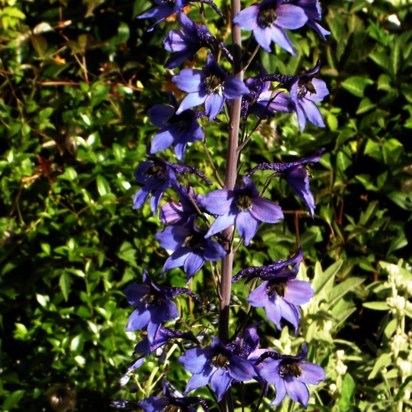 Delphinium Völkerfrieden (Plant habit)