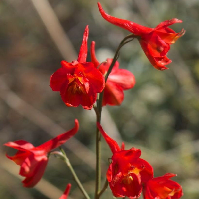 Delphinium cardinale - Larkspur (Flowering)
