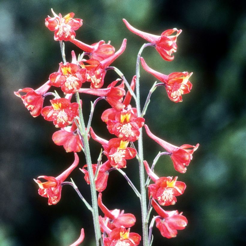 Delphinium cardinale - Larkspur (Plant habit)