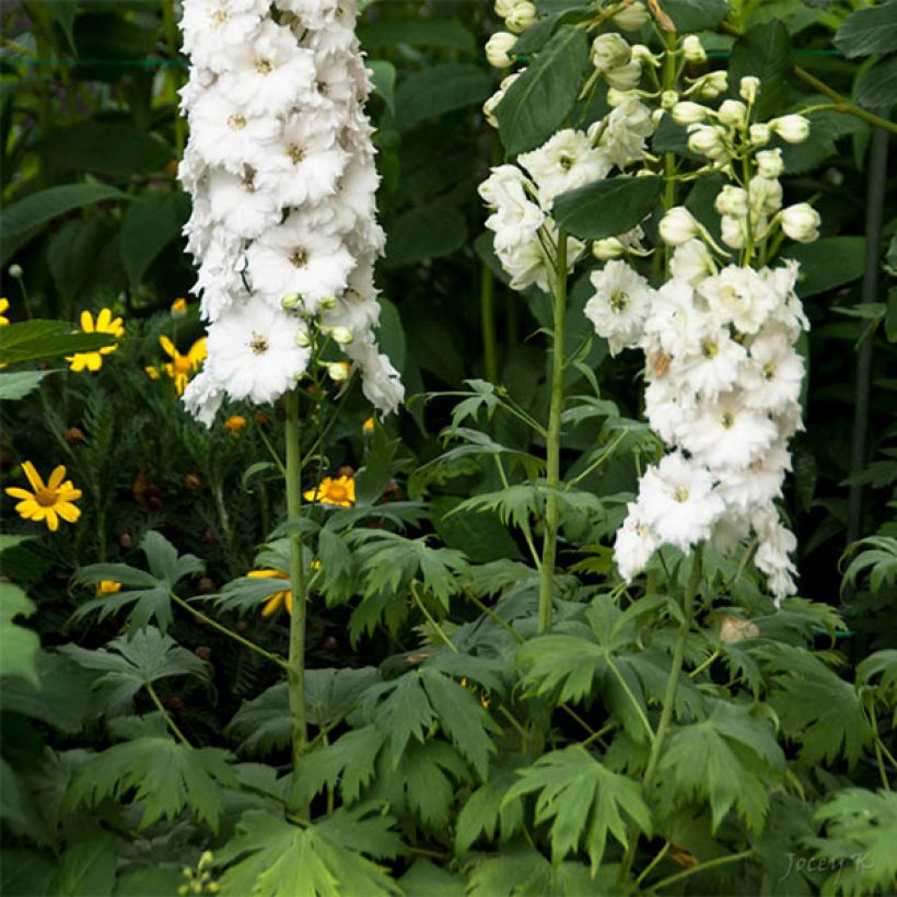 Delphinium elatum Double Innocence - Larkspur (Flowering)