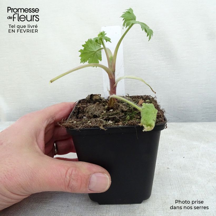 Delphinium elatum Double Innocence - Larkspur 8/9 cm pot sample as delivered in winter