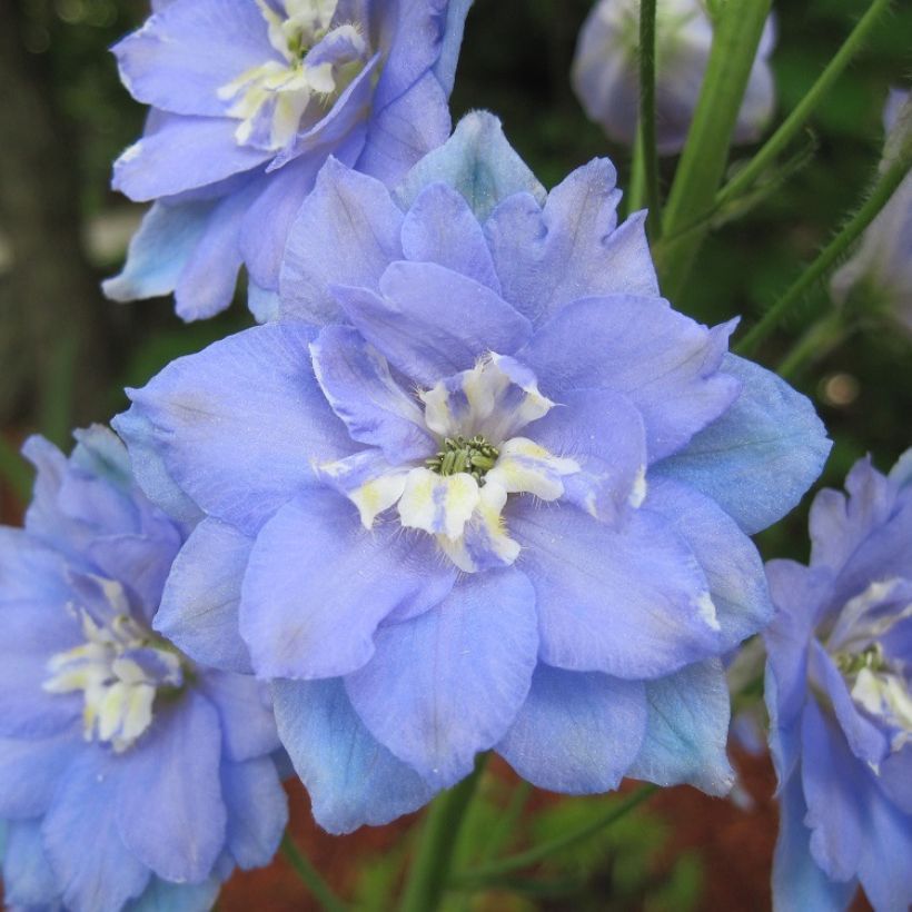 Delphinium elatum Morning Lights - Larkspur (Flowering)